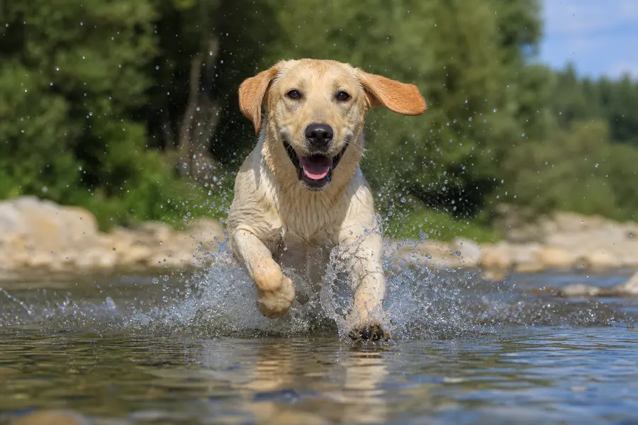 Light-coloured dog running through shallow water with droplets in the air.