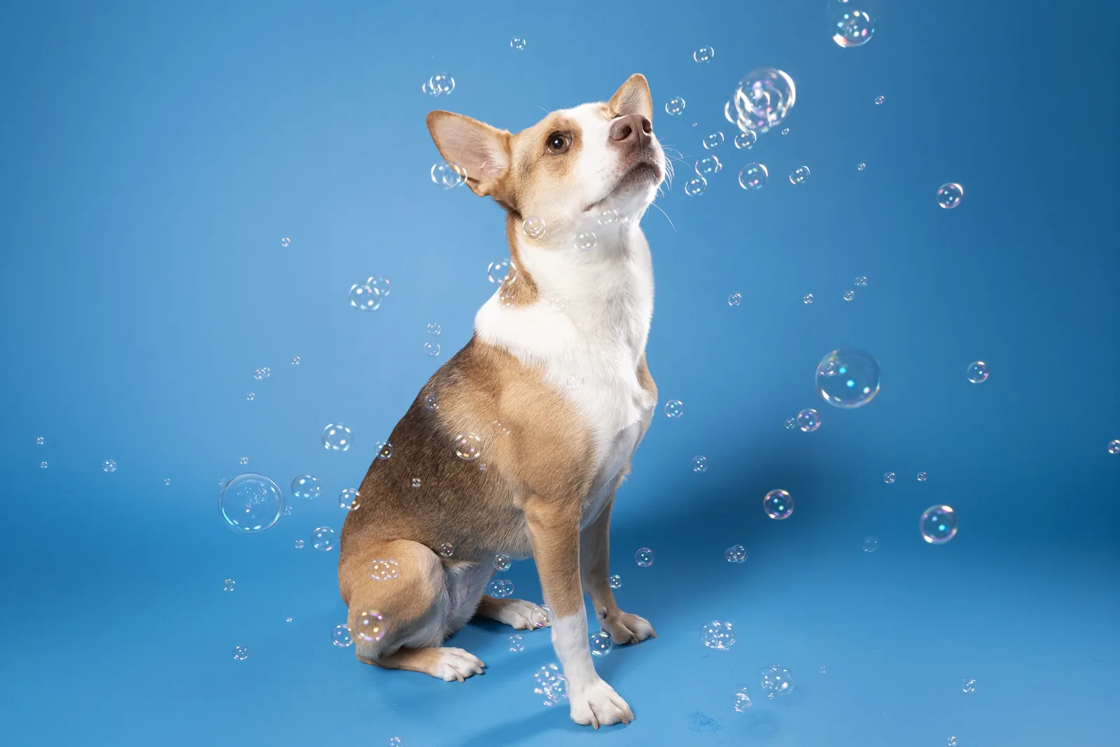 Small dog on a blue backdrop surrounded by floating soap bubbles.
