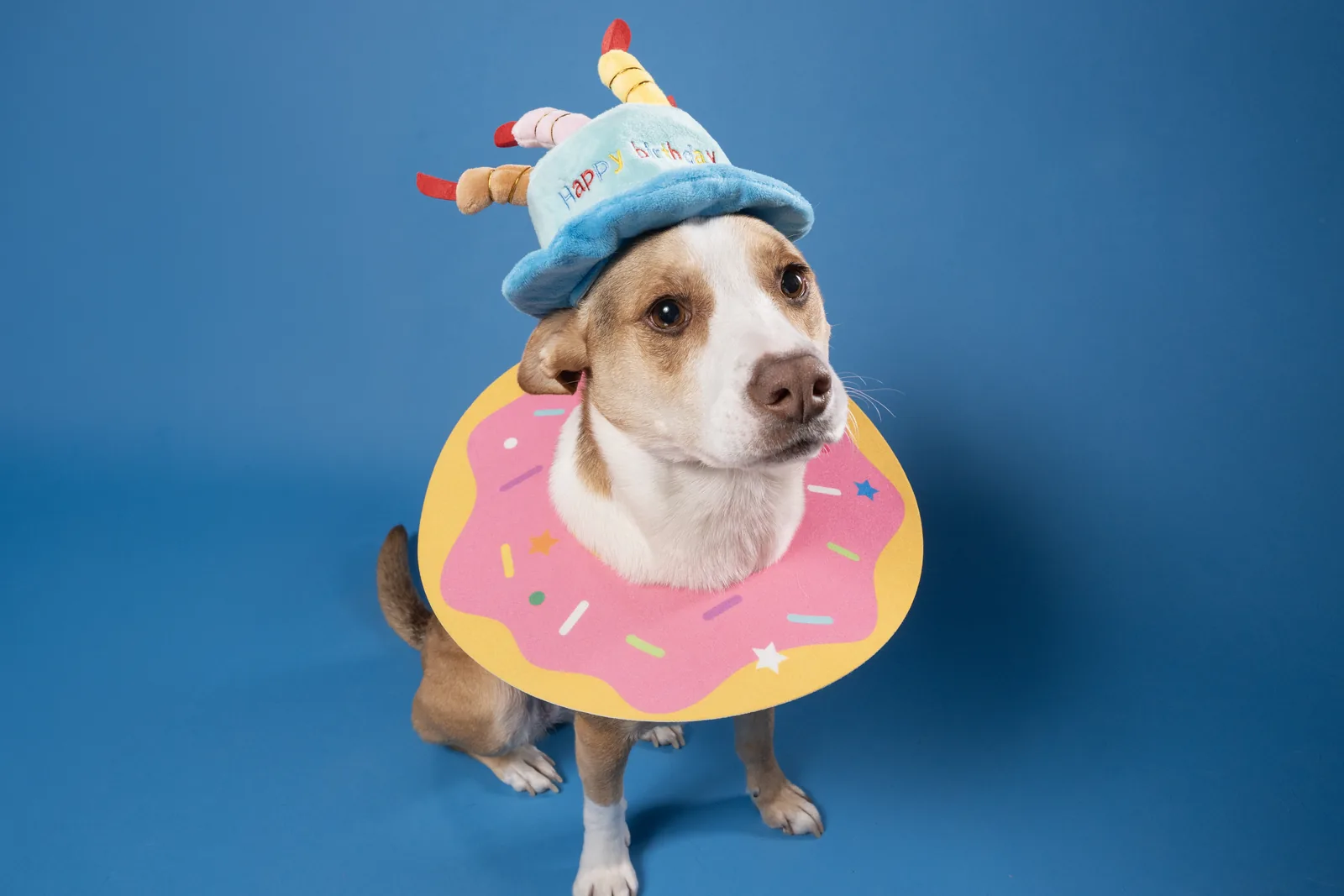 Dog portrait in a party costume Small brown and white dog wearing a party hat and a pink doughnut costume on a blue backdrop.