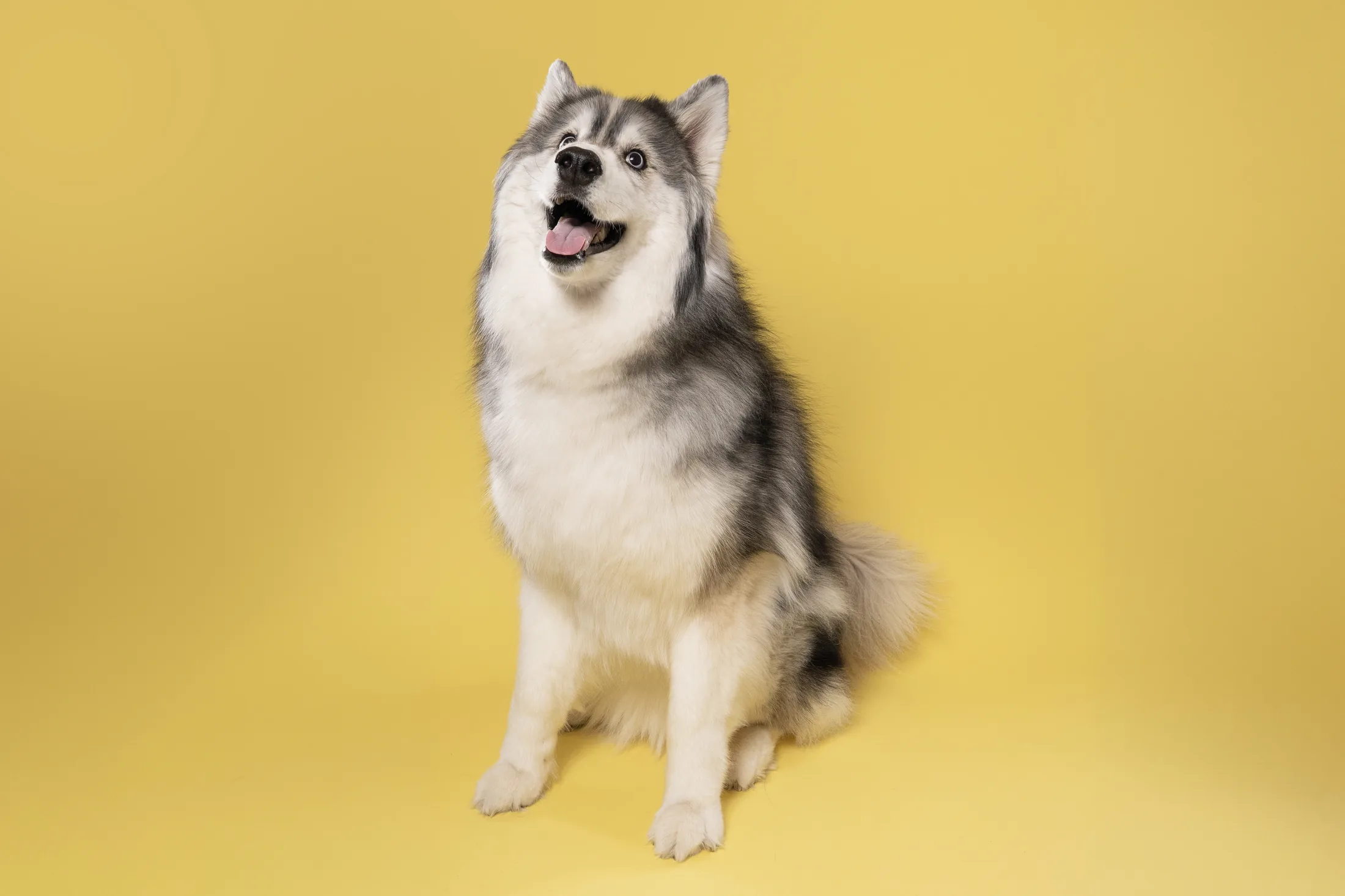 Dog portrait on yellow Fluffy grey and white dog sitting with its tongue out against a yellow backdrop.