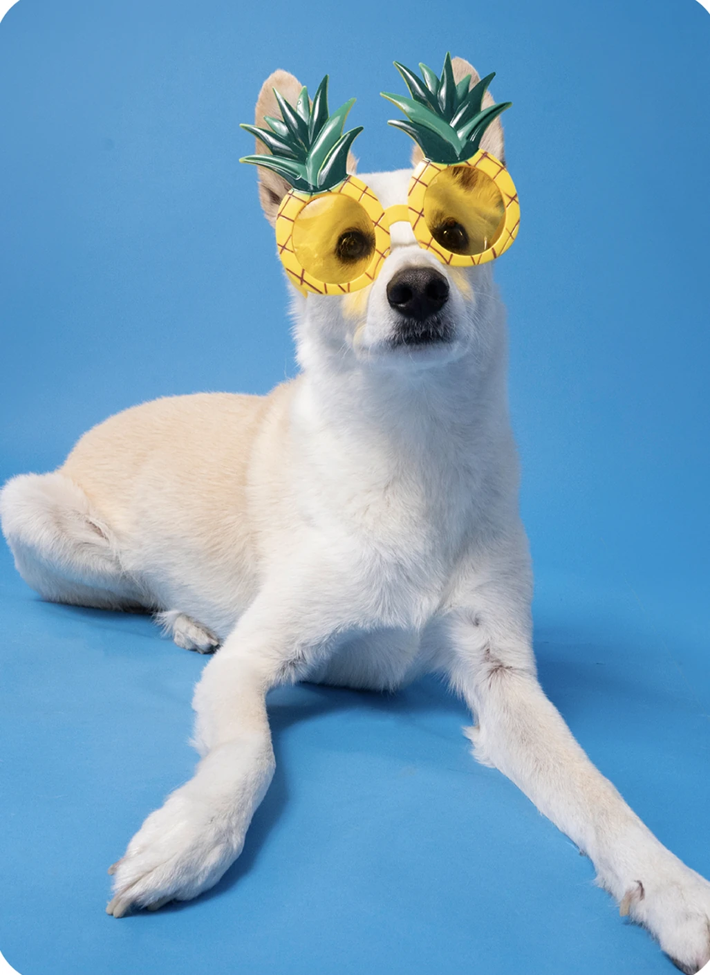 Small dog wearing pineapple-shaped sunglasses on a blue backdrop.
