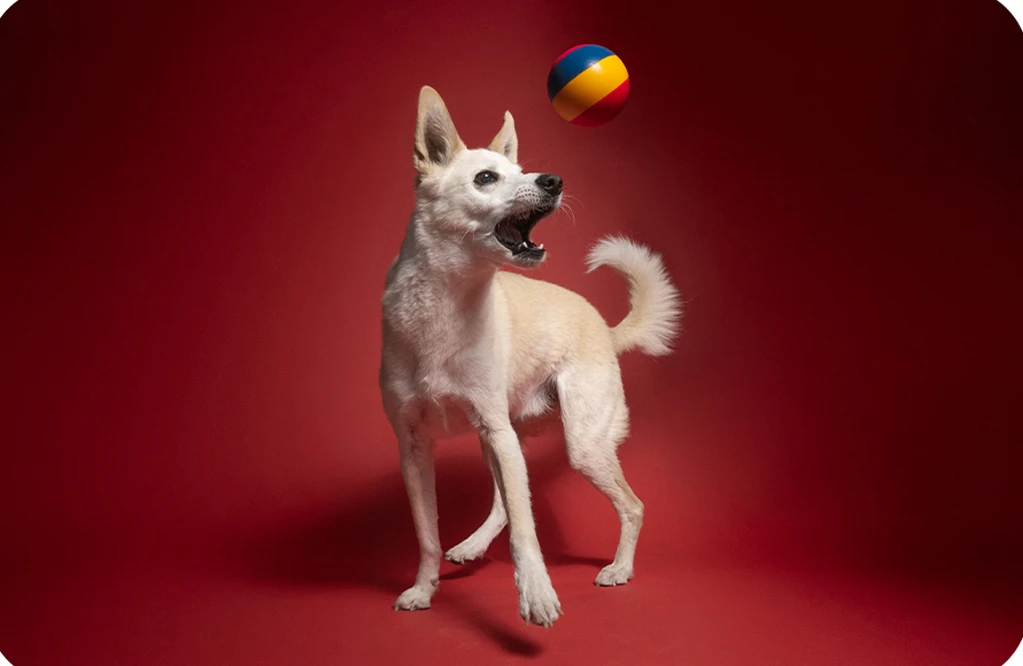 Small light-coloured dog looking up at a colourful ball against a dark red backdrop.
