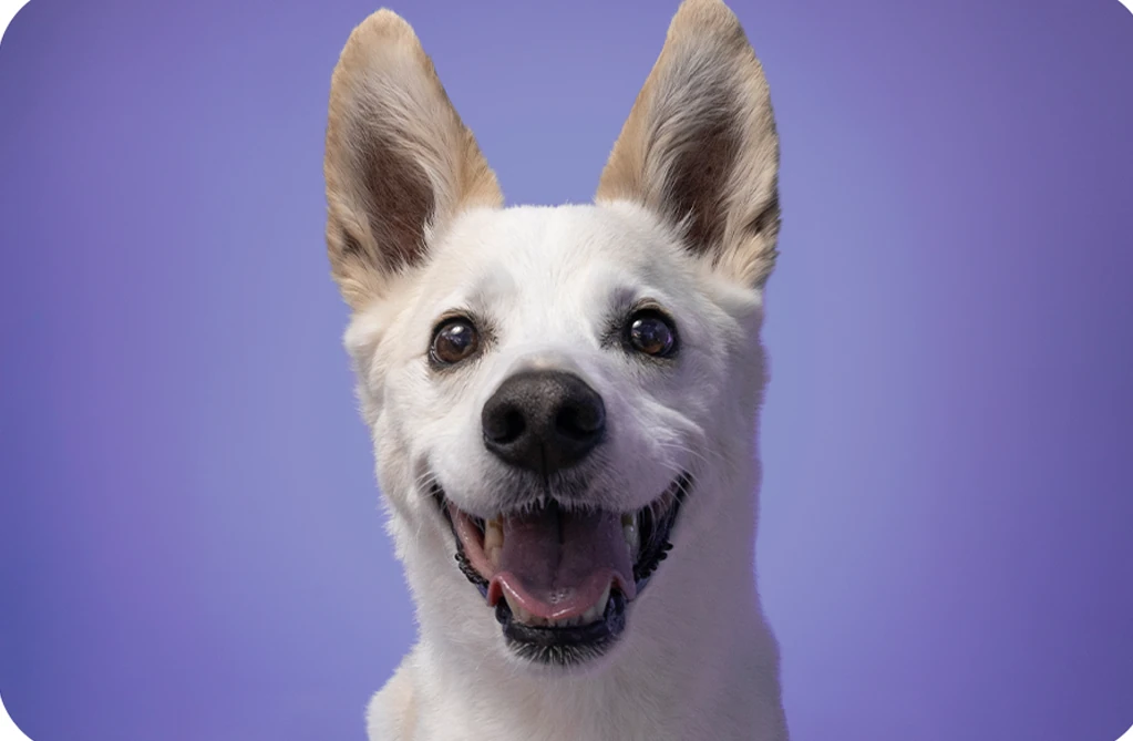 Close-up of a white dog with upright ears and an open mouth against a purple backdrop.