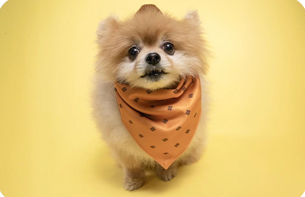 Small fluffy dog wearing an orange patterned bandana against a yellow backdrop.