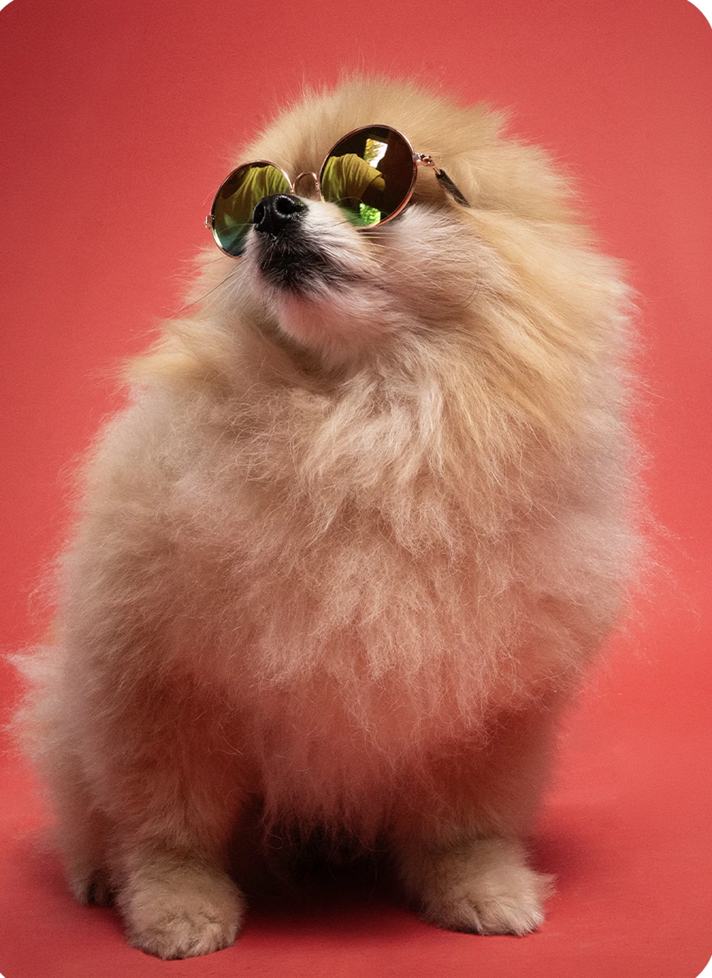 Dog portrait with green sunglasses Fluffy dog wearing green sunglasses against a red backdrop.