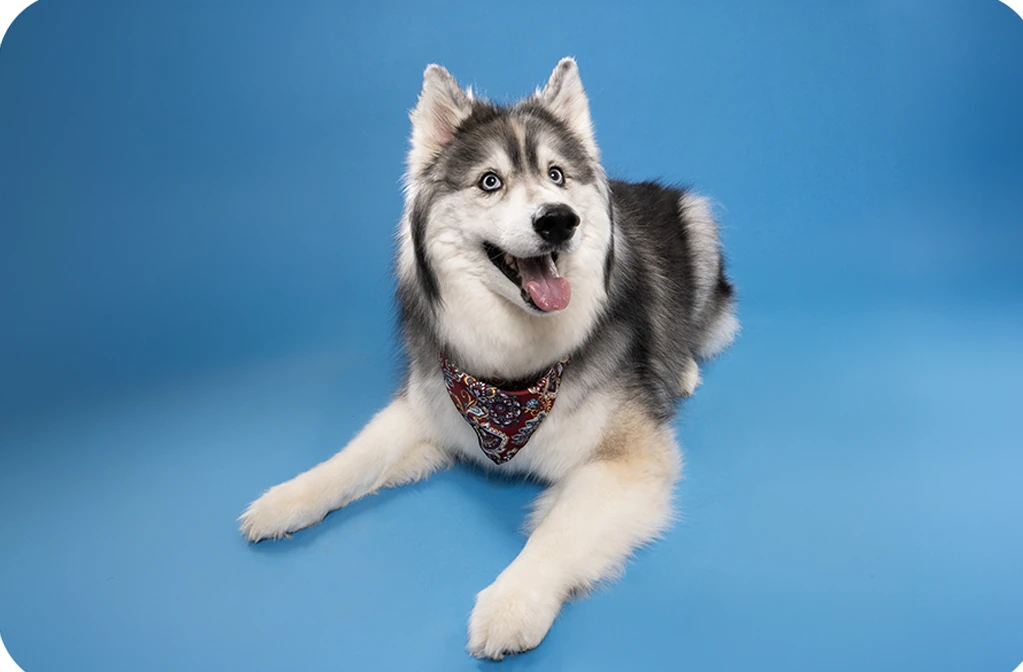 White and grey dog lying down with its tongue out and a patterned bandana on a blue backdrop.