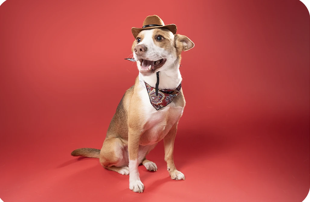 Brown and white dog wearing a hat and patterned bandana against a red backdrop.