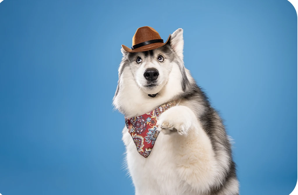 White and grey dog wearing a brown cowboy hat and patterned bandana against a light blue backdrop.
