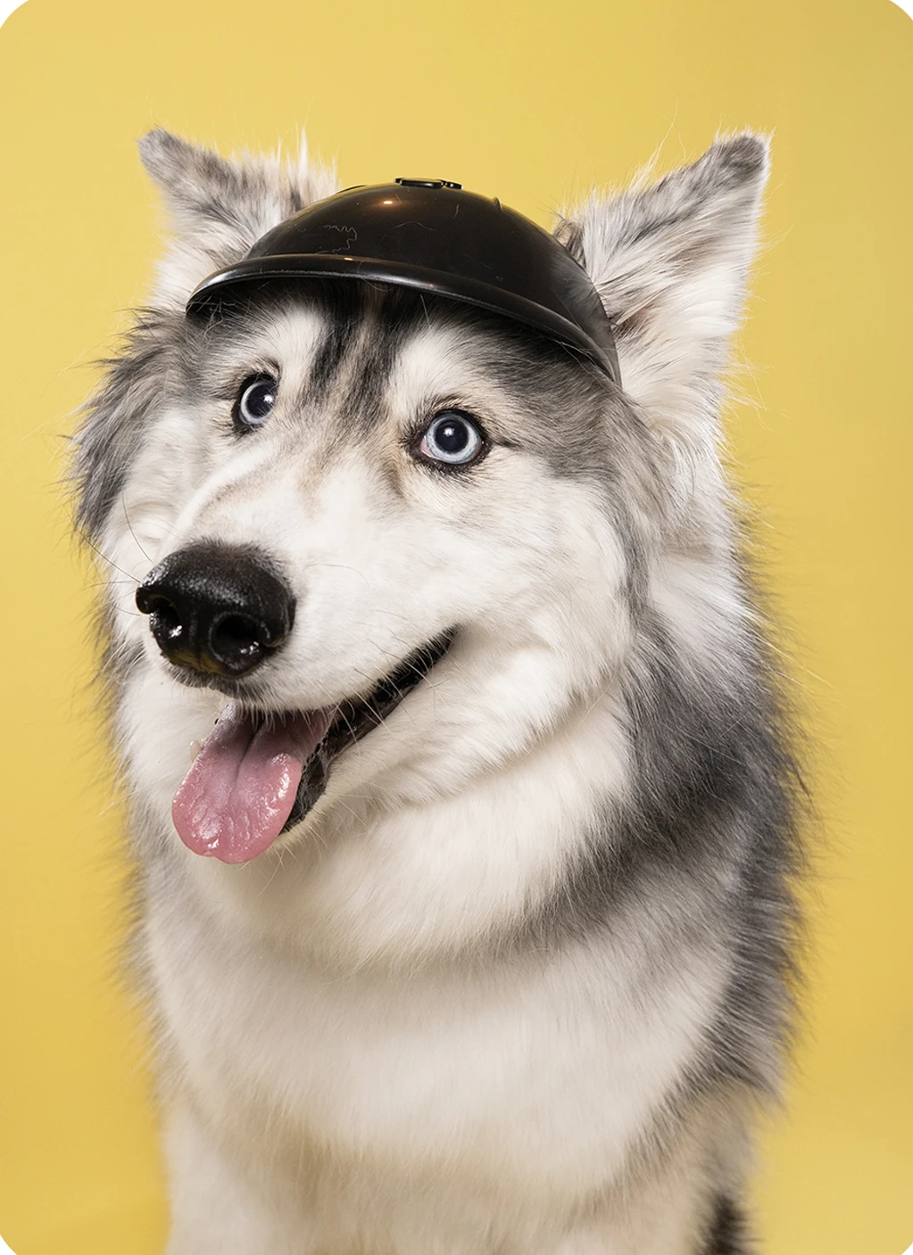 White and grey dog wearing a black visor with its tongue out against a yellow backdrop.