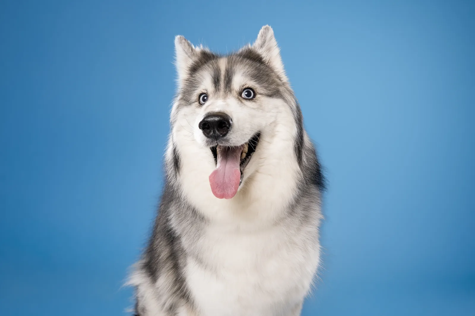 Grey and white dog with blue eyes and its tongue out against a blue backdrop.
