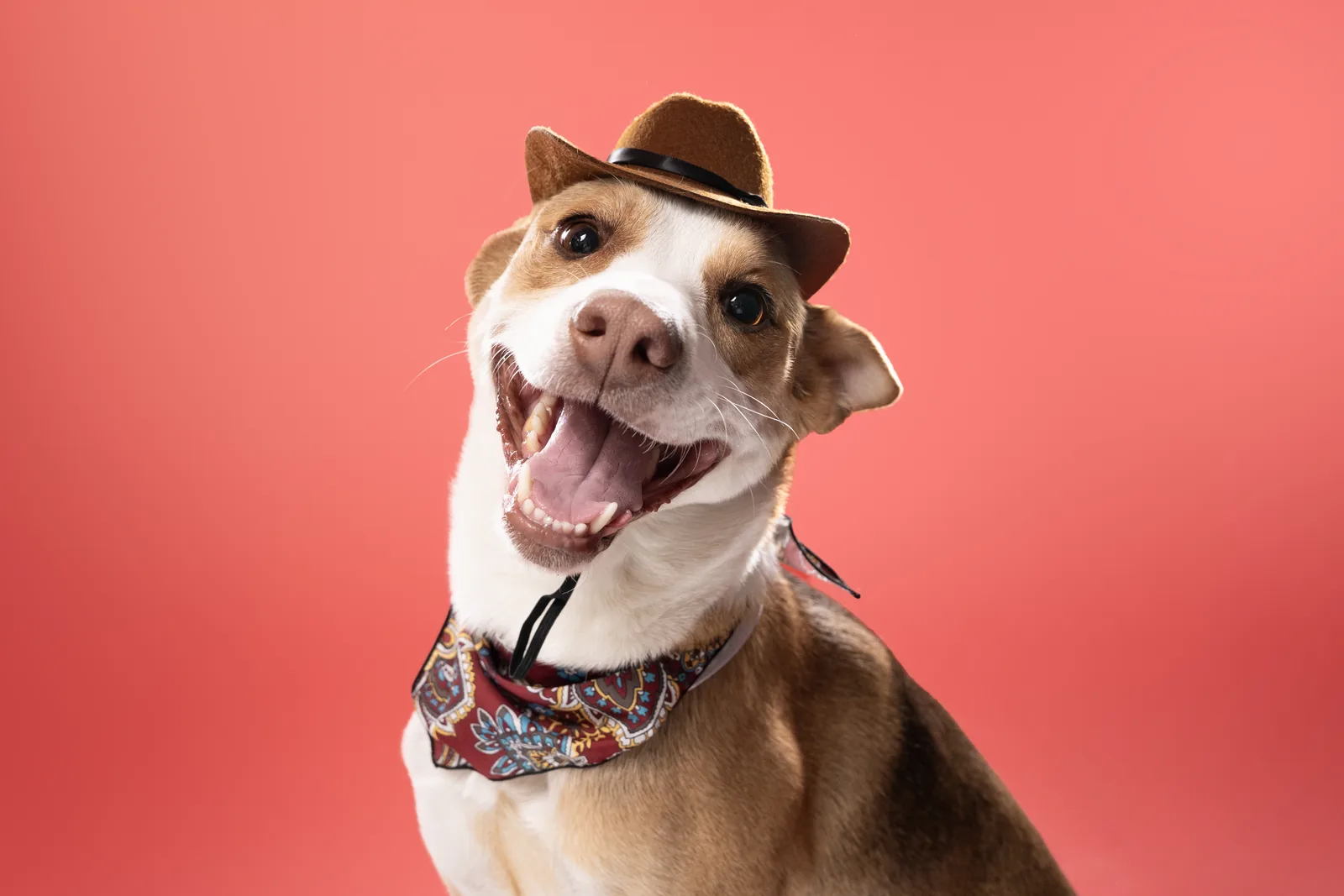 Dog portrait with a hat and bandana Brown and white dog wearing a small hat and patterned bandana against a coral backdrop.