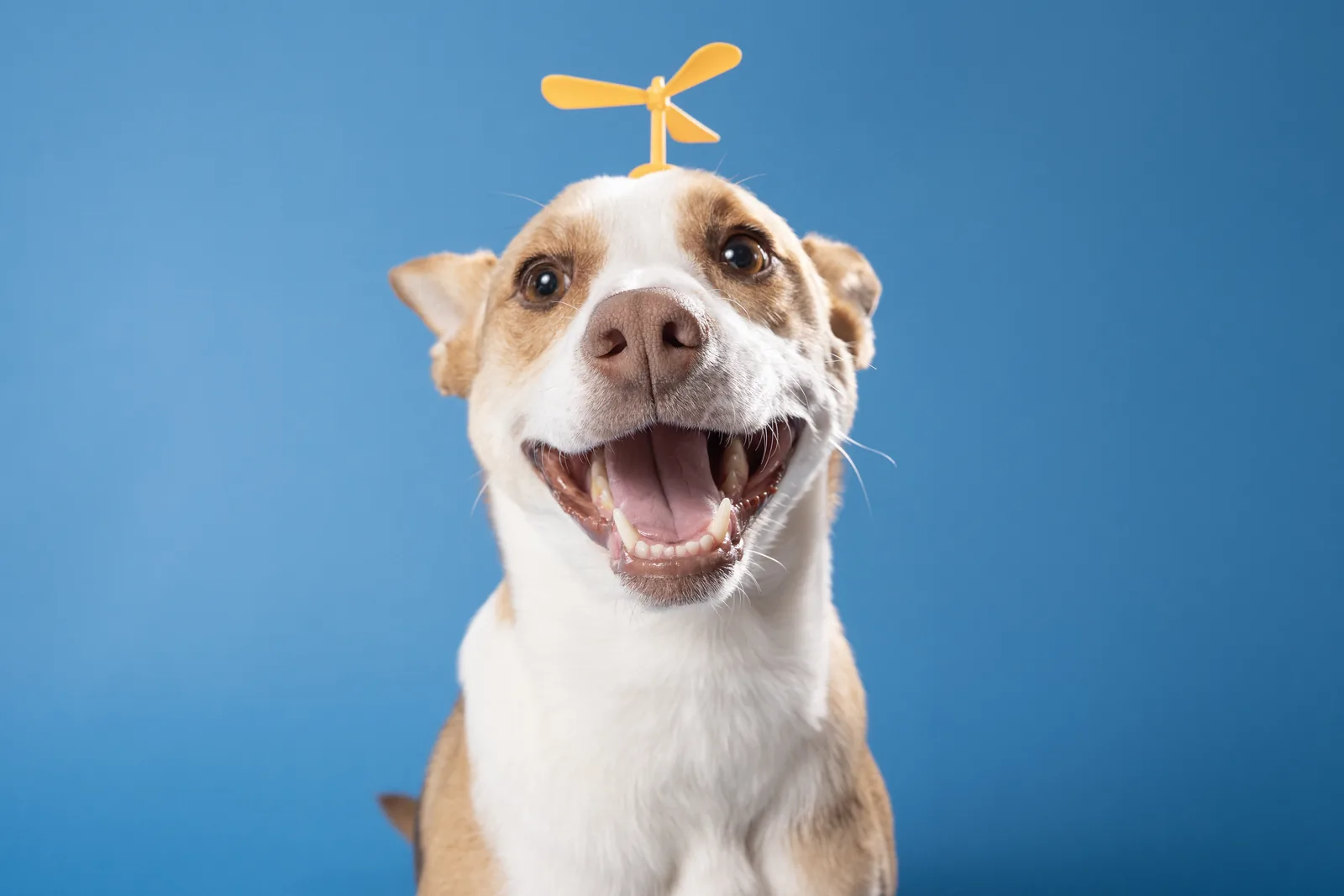 White and tan dog wearing a yellow propeller hat against a blue backdrop.