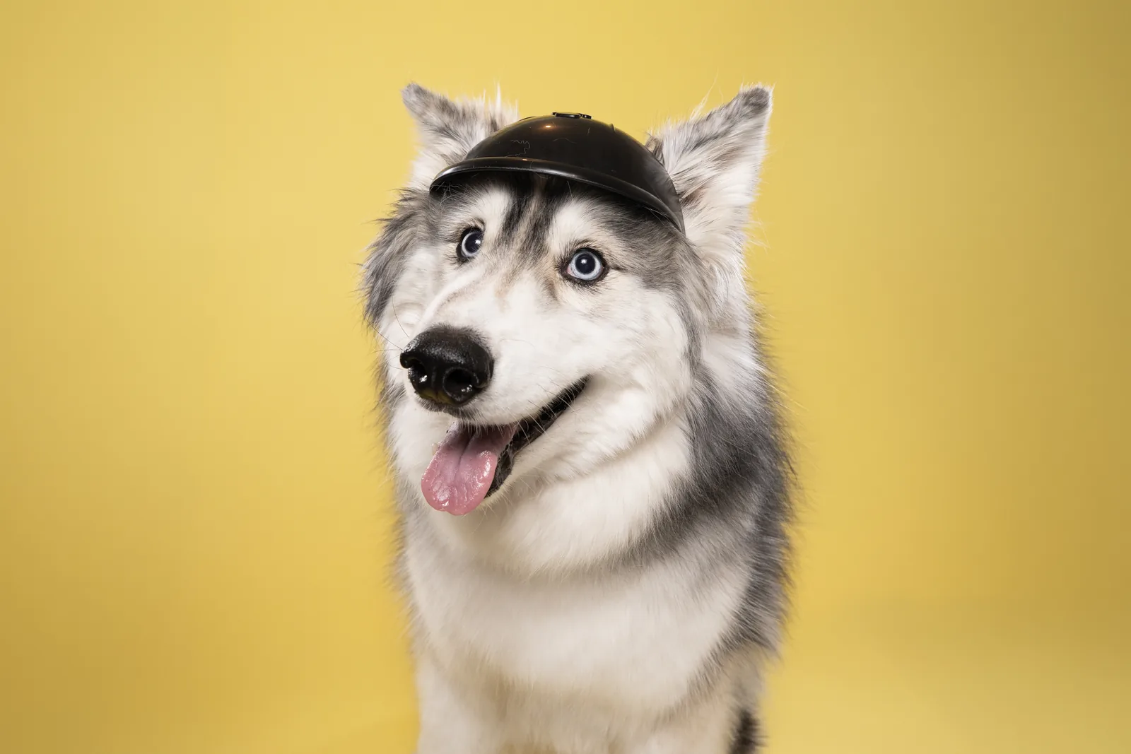Grey and white dog portrait on yellow Grey and white dog looking towards the camera against a yellow backdrop.