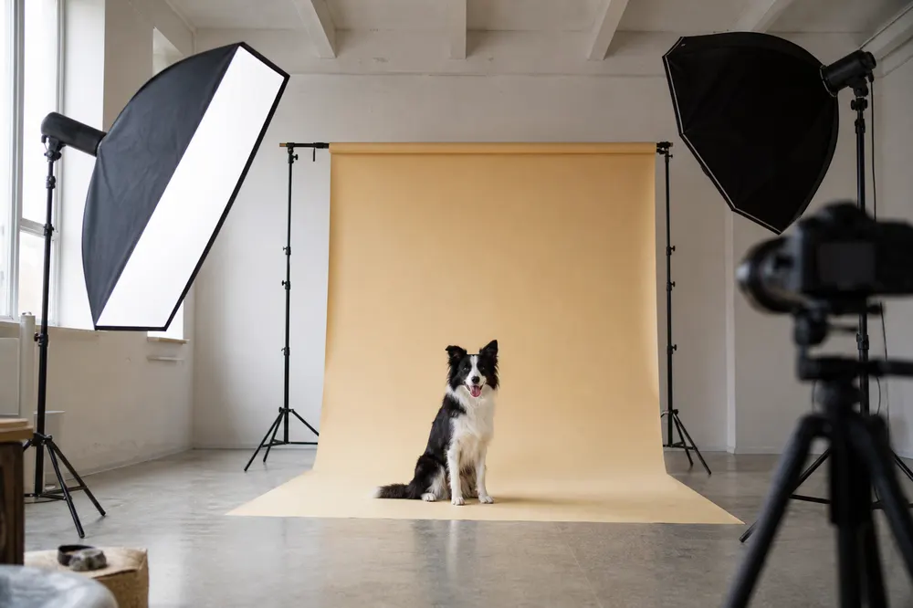 Black and white dog on a beige backdrop surrounded by photography lights and a camera.